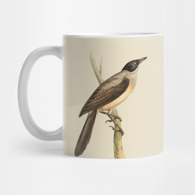 Blackcap Babbler Bird Vintage Print by Swainson by TuncGK